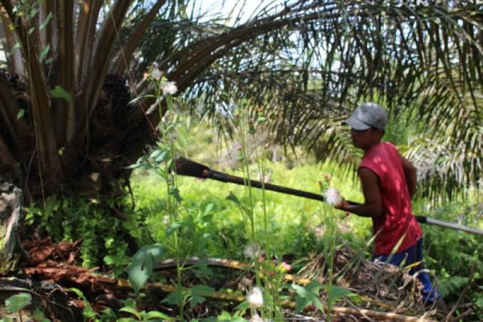 Kebun kelapa sawit Desa Lebak Mantan / Istimewa